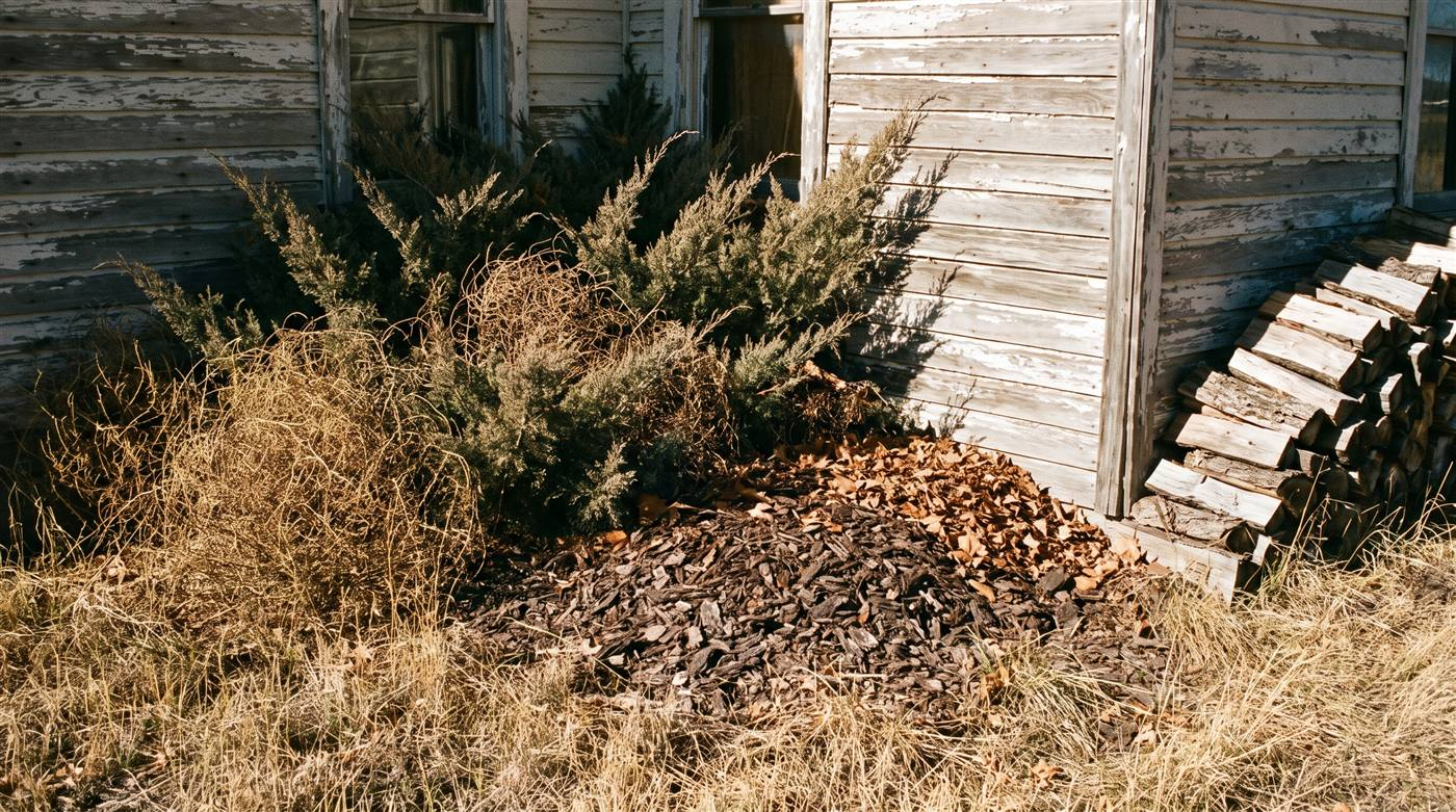 Dry juniper shrubs, bark mulch and a stacked firewood pile pressed directly against the weathered siding of a rural house